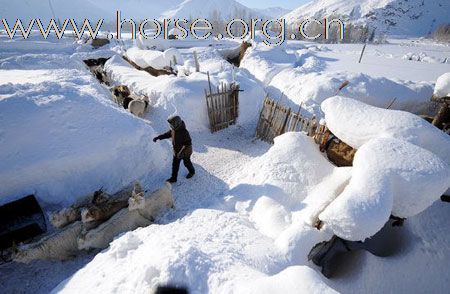 新疆雪灾，马匹转移