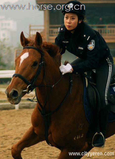 [贴图]骏马 美女 帅哥及马文化