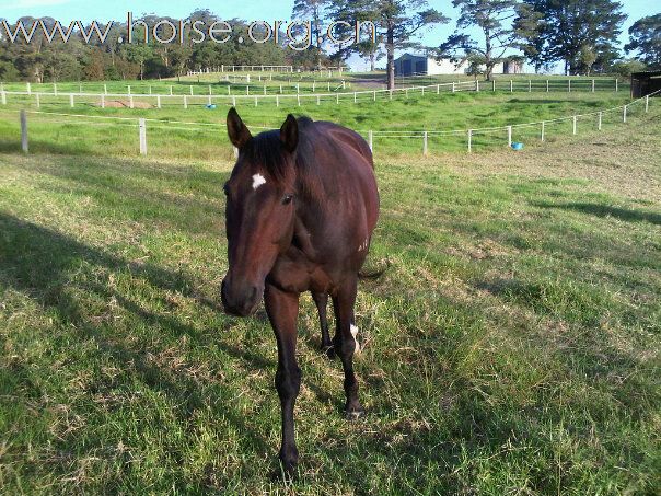 愛馬、照顧馬的泰國獸醫學生