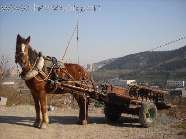 北方的 马车