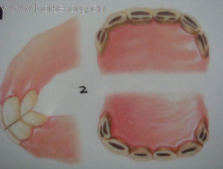观牙齿辨马龄图片一览（1—3岁）