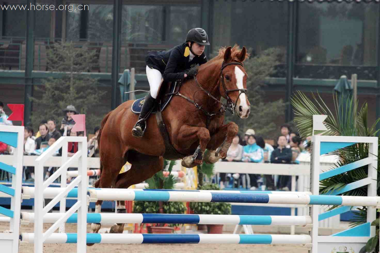 奔向世界舞台 香港賽馬會青少年馬術隊爭取出線青少年奧運會