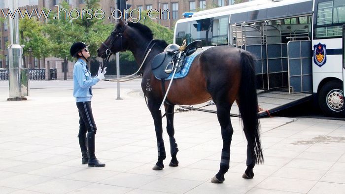 【组图】实拍大连骑警，警用运马车现身