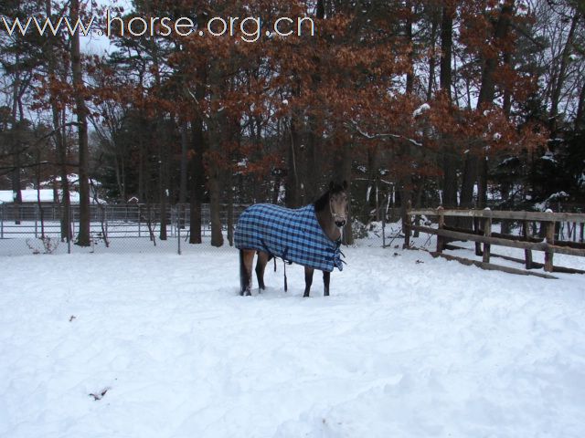 长韁玩雪