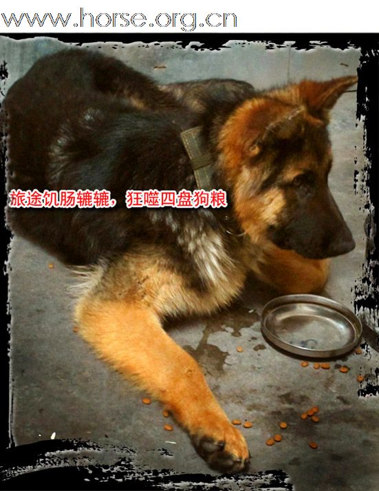 晓光手记：周中小憩，以犬代马贻笑大方！