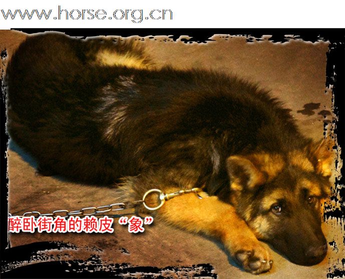 晓光手记：周中小憩，以犬代马贻笑大方！