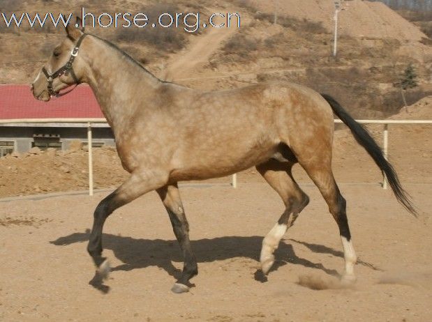 清心山马术队2011中国黄河万里大穿越,即将启程