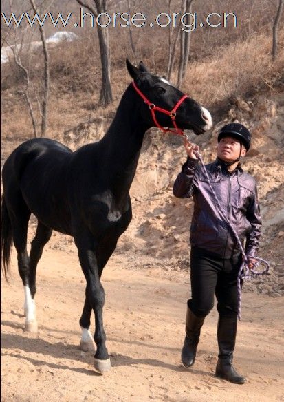 清心山马术队2011中国黄河万里大穿越,即将启程