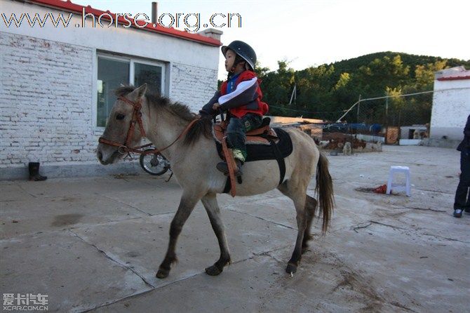 [原创]适合儿童骑乘的宠物马