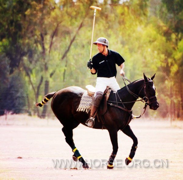 Silla Argentino polo ponies2.jpg